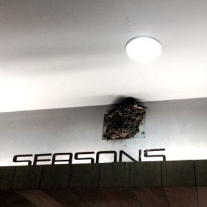 是春燕？