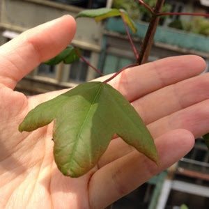 各按其時