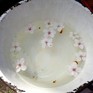 櫻花瞎