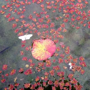 其實因為陽光